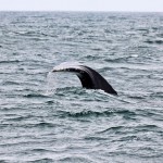 Whale off Newport, OR