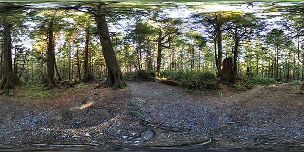 la push – rainforest i