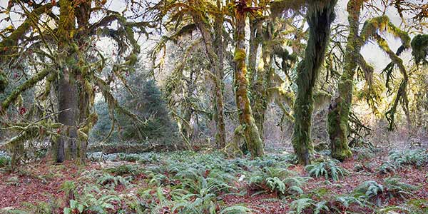 hoh rain forest i